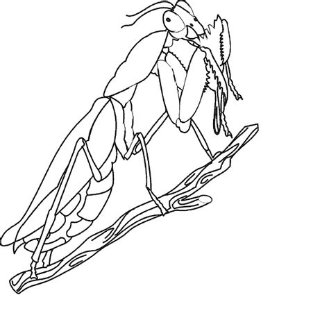 cute bug coloring pages  animal place