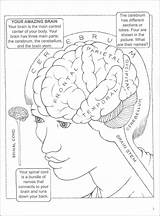 Neuroanatomy sketch template