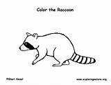 Raccoon Coloring Exploringnature sketch template