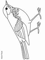 Coloring Pages Thrush Bird Animals Hermit Drawings Meadowlark Western Advertisement Birds sketch template