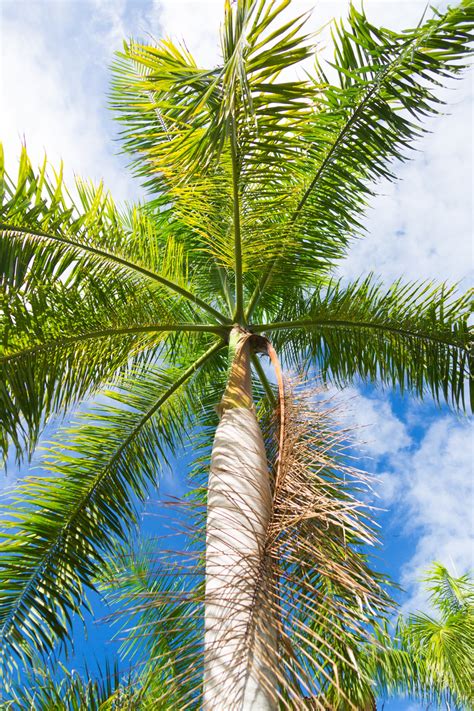 tropical palm tree  stock photo public domain pictures