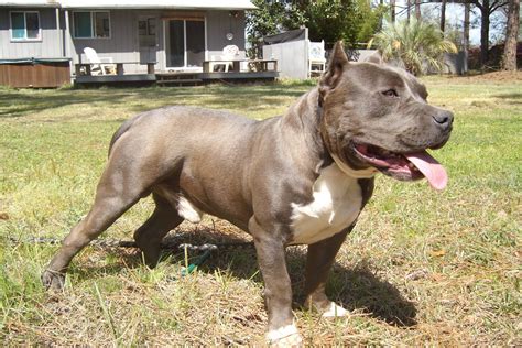 american bully wallpapers fun animals wiki  pictures stories