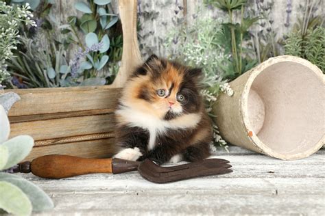 eye candy calico persian kitten  saledoll face persian kittens