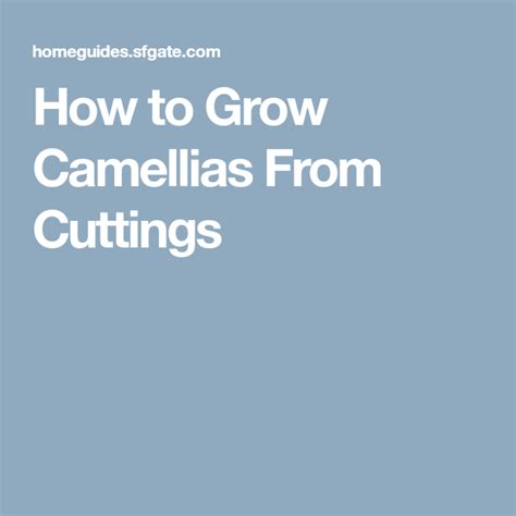 grow camellias  cuttings camellia camellia plant
