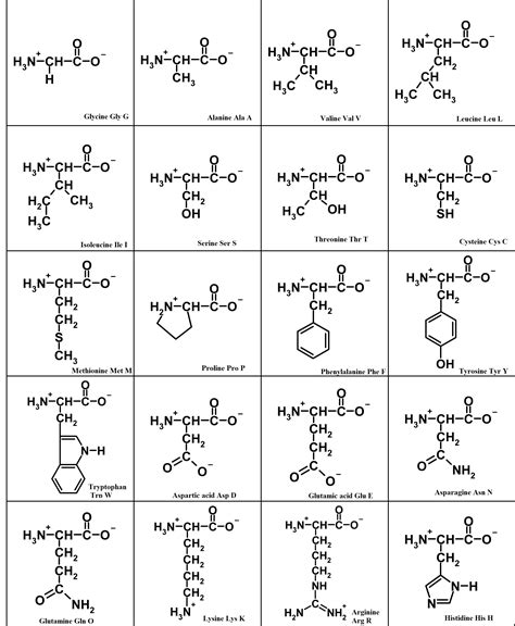 memorize structures    amino acids   simple