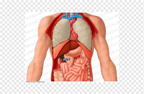 abdomen tórax órgano cuerpo humano anatomía humana anatomía del