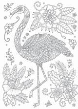 Flamingo Flamant Flamingos Calypsocards Ausmalen Maitresse Adulte Harmonieux Danieguto Flamand sketch template