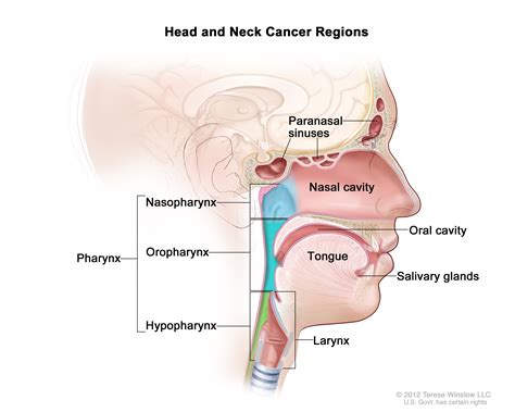 understanding head  neck cancer knight cancer institute ohsu