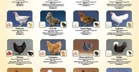 Very Cool Chicken Breeds Poster 16 Breeds With The Chick The Hen