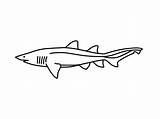 Nurse Shark Drawing Clipartmag sketch template