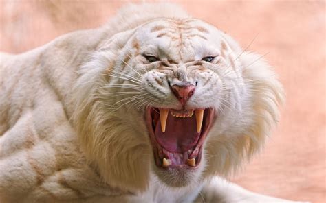 angry nature animals tiger roar fangs white tigers closeup big cats wallpapers hd