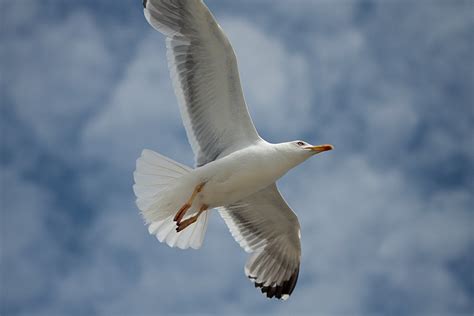 flying seagull   photo  freeimages