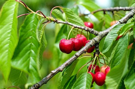 grow  care  cherry trees  homestead