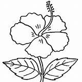 Hibiscus Coloring Pages Getcolorings sketch template