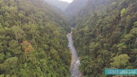 sleeping   jungle indonesia filmed  parrot anafi drone   youtube