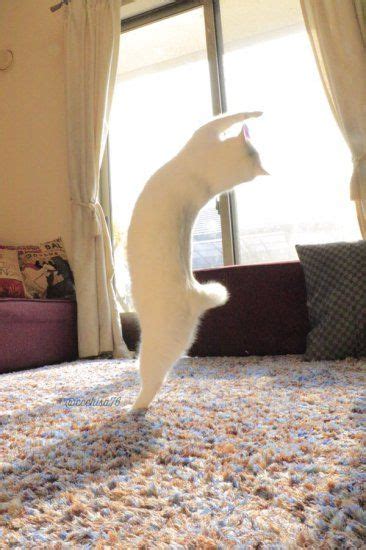 速報】うちの猫がバレエを踊り始めた Netgeekから Dancing Cat Cats