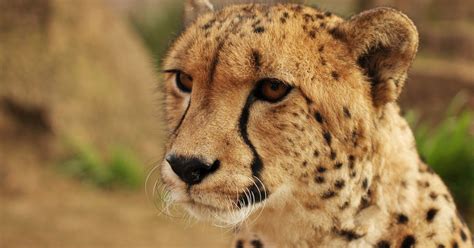 cheetahs   closer  extinction   realized huffpost