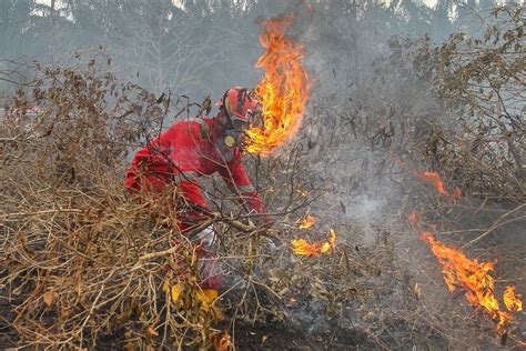Klhk Sebut Kebakaran Hutan Di Sumatera Dan Kalimantan Tak