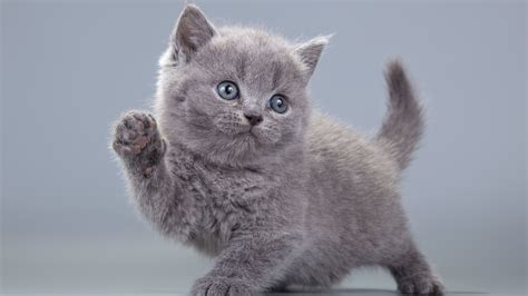 cute gray kitty wallpapers wallpaper cave