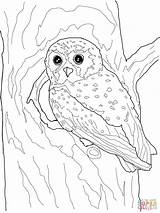 Coloring Owl Pages Elf Printable Sheets Owls Flying Color Realistic Drawing Snowy Cartoon Kids Comments Print Categories Coloringhome Template sketch template