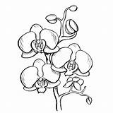 Orchid Drawing Flower Sketch Orchids Outline Easy Drawn Hand Branch Draw Drawings Ink Style Illustration Line Flowers Graphic Getdrawings Choose sketch template