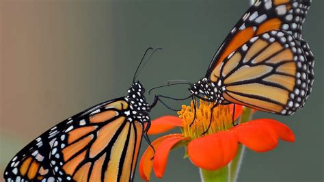 monarch population       ontario  year windsor cbc news