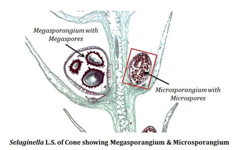 Difference Between Microspore And Megaspore Easybiologyclass