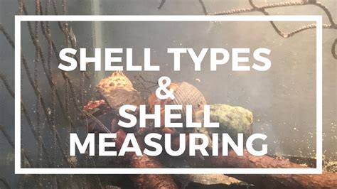 shell types shell measuring youtube