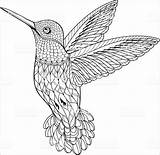 Hummingbird Mandalas Animales Coloringbay Zentangle sketch template