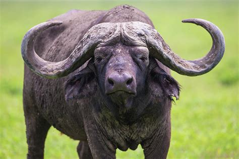 africa tanzania african buffalo cape photograph  ralph  bendjebar fine art america