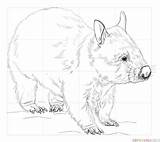 Wombat Coloring Drawing Draw Printable Pages Supercoloring Animals Wombats Kids Hairy Nosed Craft Animal Sketches Australia Step Outline Drawings Australian sketch template