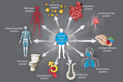 the eleven body systems functions and major organs diagram quizlet