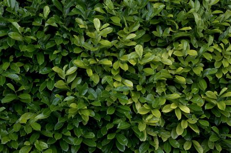 high resolution seamless textures plant hedge bush leaf leaves texture