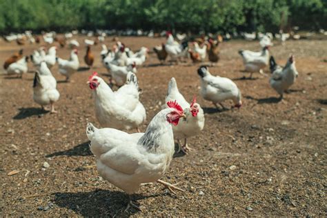 small chicken farmers are thriving during the pandemic