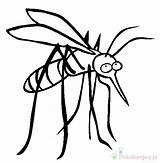 Mosquito Komar Kolorowanki Dla Mosquitos Bug Insect Wydruku Bestcoloringpagesforkids sketch template