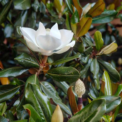 gem dwarf southern magnolia western star nurseries