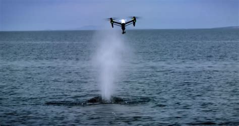 research drones monitor whale snot