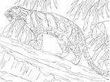 Clouded Pantera Lampart Leopards Kolorowanka Otter Drzewie Supercoloring Adults Drukuj Stojąca sketch template