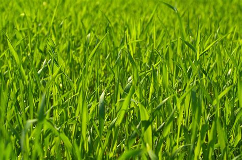 pasture perennial ryegrass seed mckays grass seeds