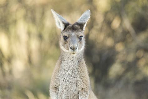 Australia Should Eat More Kangaroo Says Ecologists Fortune