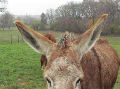 donkey ears  cav iar  deviantart