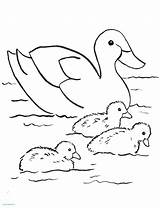 Rubber Ducky Coloring Drawing Getdrawings sketch template