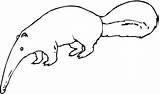 Anteater Coloring Pages Drawing Clipart Printable Color Supercoloring Categories Paper sketch template