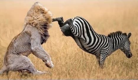 prey fights  lion  warthog  leopard crocodile  giraffe  hyanna top viral