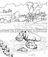 Nijlpaard Nijlpaarden Kleurplaten Dierentuin sketch template