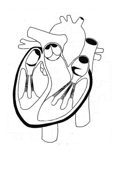 human heart coloring pages heart picture  human anatomy coloring