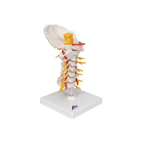 Cervical Spine Model 3b Scientific 1000144 A72