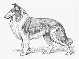 Collie Grayscale Clipartkey sketch template