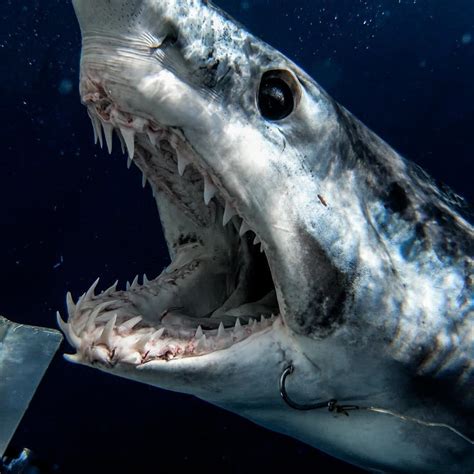 mako shark showing  teeth sharks