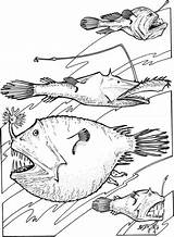 Coloring Fish Deep Sea Angler Fishes Pages Printable Supercoloring Ocean Animals Book Colouring Crafts Drawing Creatures Paper sketch template